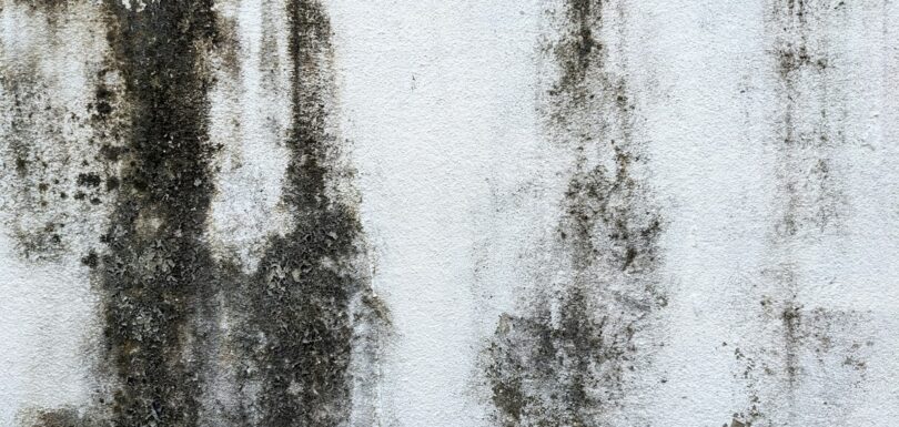 Wall with dark mould growth