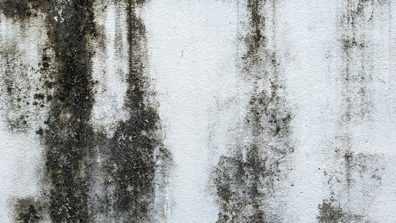 White wall with black mould growth on the painted surface